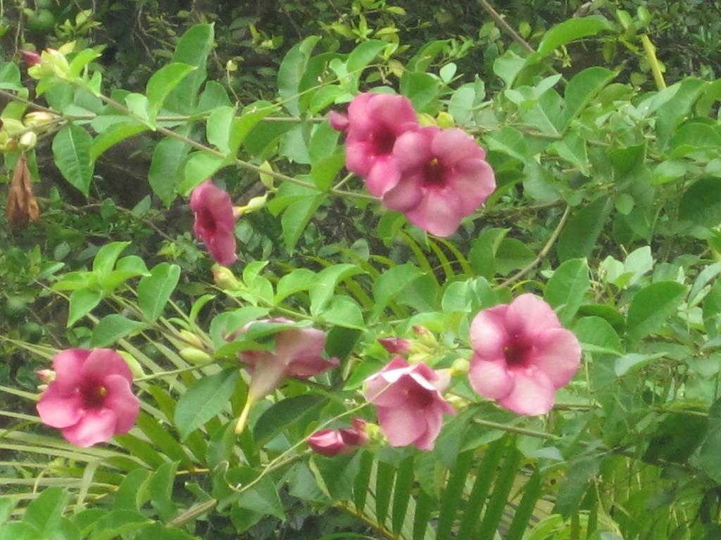Ranith Villa Tangalle Ruang foto