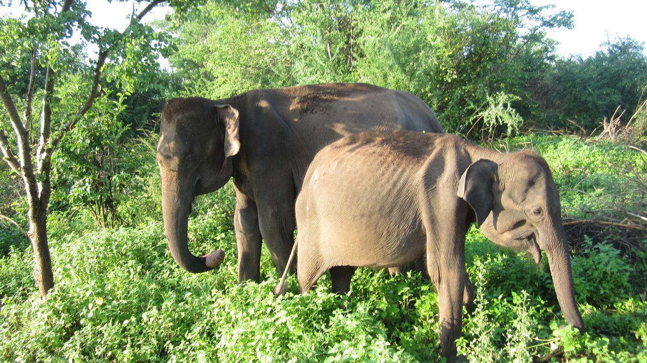 Ranith Villa Tangalle Bagian luar foto